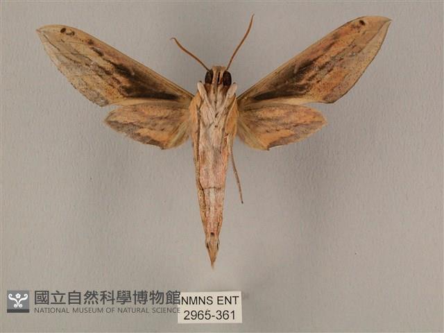 棕綠背線天蛾藏品圖，第2張