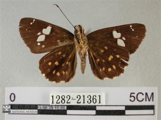 小星弄蝶藏品圖，第2張