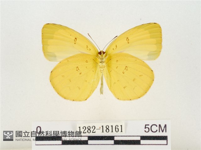 島嶼黃蝶、江崎黃蝶藏品圖，第2張