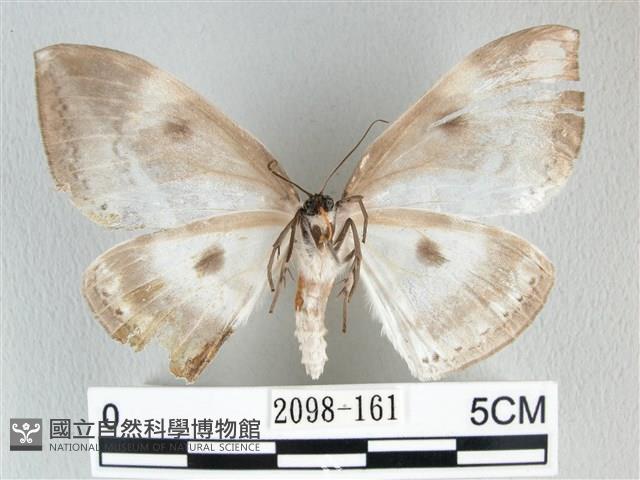 圓翅大鉤蛾藏品圖，第2張