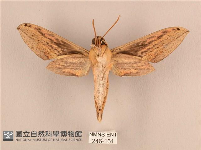 棕綠背線天蛾藏品圖，第2張