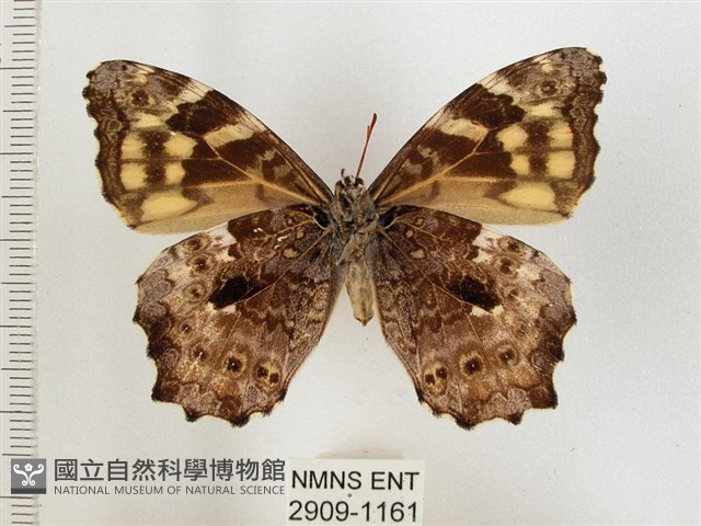 黃斑蔭眼蝶藏品圖，第2張
