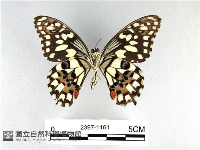 花鳳蝶、無尾鳳蝶藏品圖，第2張