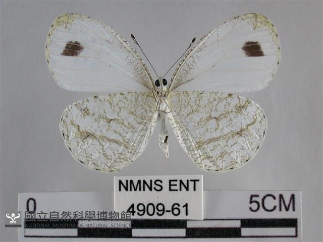 纖粉蝶、黑點粉蝶藏品圖，第2張