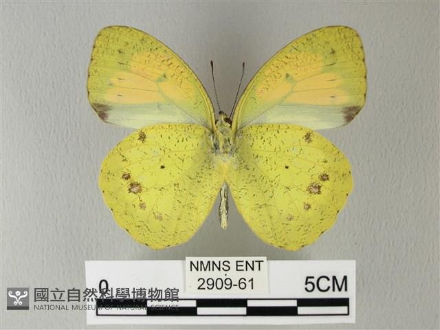 異粉蝶、雌白黃蝶藏品圖，第2張