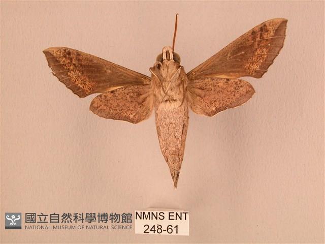 斜線天蛾藏品圖，第2張