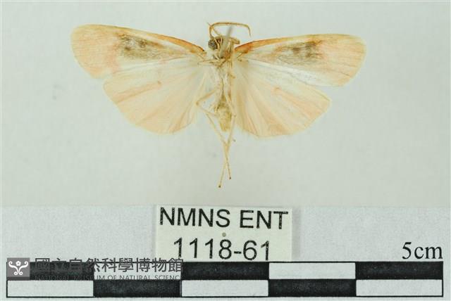 臺雪苔蛾藏品圖，第2張