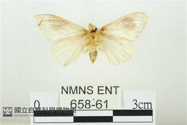 寬紋黃毒蛾藏品圖，第2張