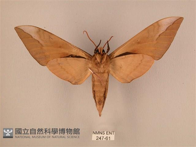 波紋豆天蛾藏品圖，第2張