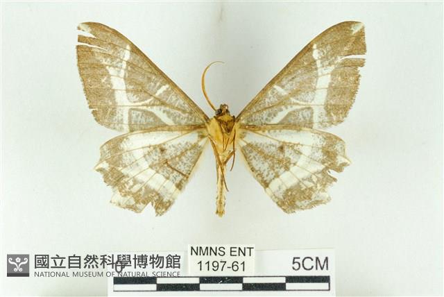 樹形尺蛾藏品圖，第2張