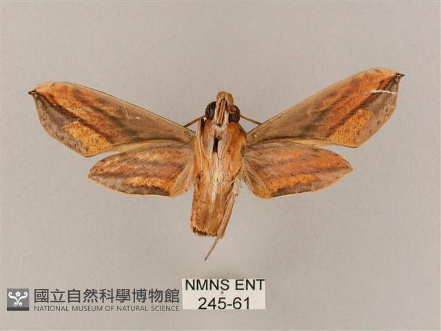 斜綠天蛾藏品圖，第2張