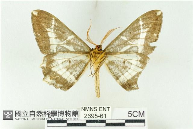 樹形尺蛾藏品圖，第2張