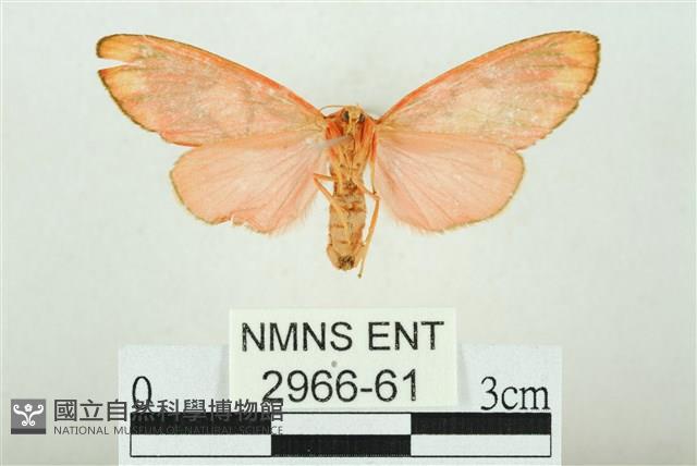 三色豔苔蛾藏品圖，第2張