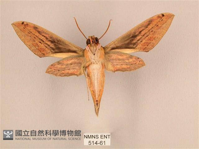 棕綠背線天蛾藏品圖，第2張