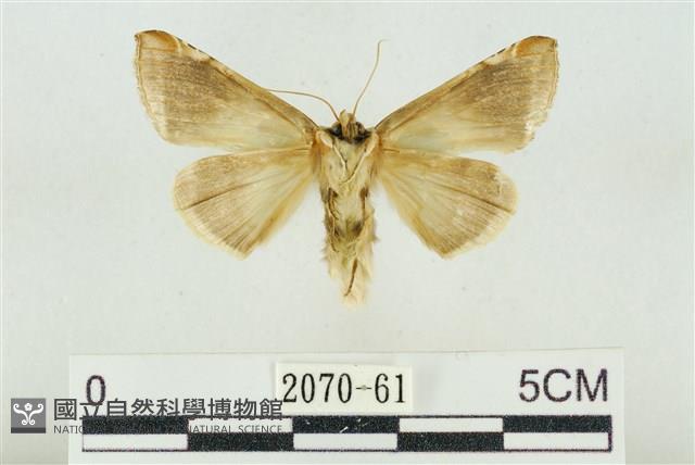 印華波紋蛾藏品圖，第2張