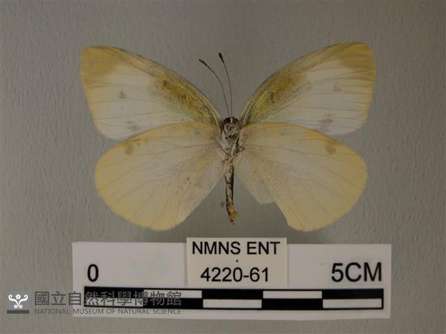 白粉蝶、紋白蝶藏品圖，第2張