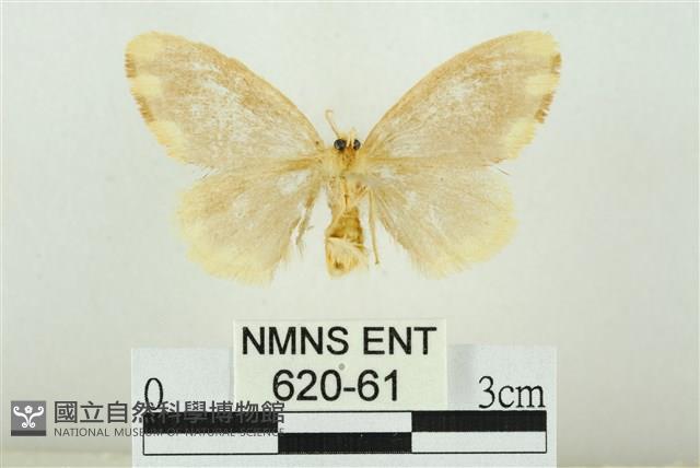 黑翅黃毒蛾藏品圖，第2張