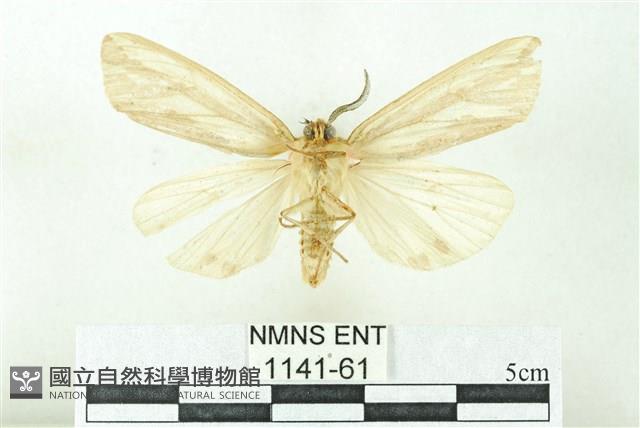 赭新污燈蛾藏品圖，第2張