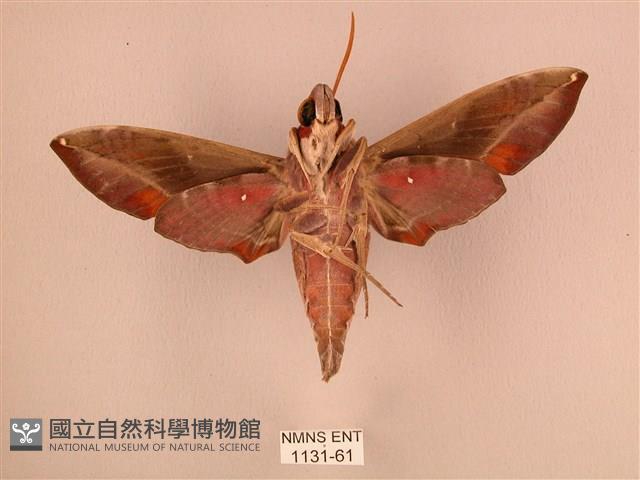 暗綠白腰天蛾藏品圖，第2張