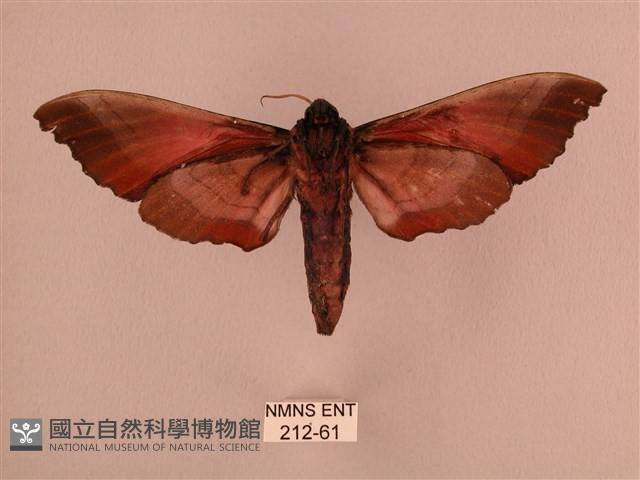 桃紅六點天蛾藏品圖，第2張