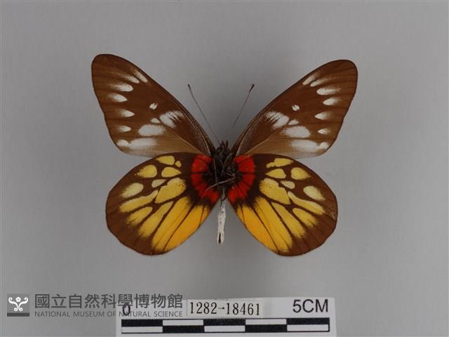 豔粉蝶藏品圖，第2張