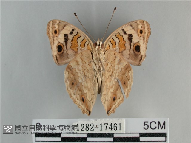 青眼蛺蝶、孔雀青蛺蝶藏品圖，第2張