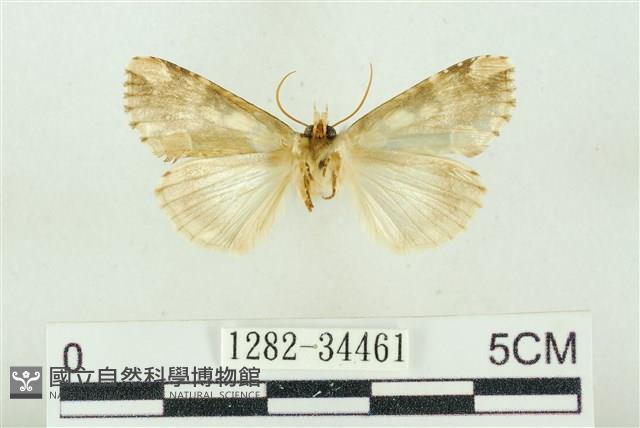 連珠波紋蛾藏品圖，第2張