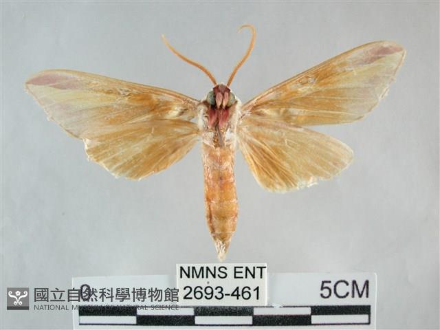 雙黃條天蛾藏品圖，第2張