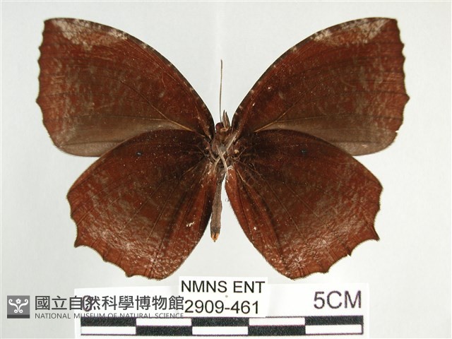 藍紋鋸眼蝶藏品圖，第2張