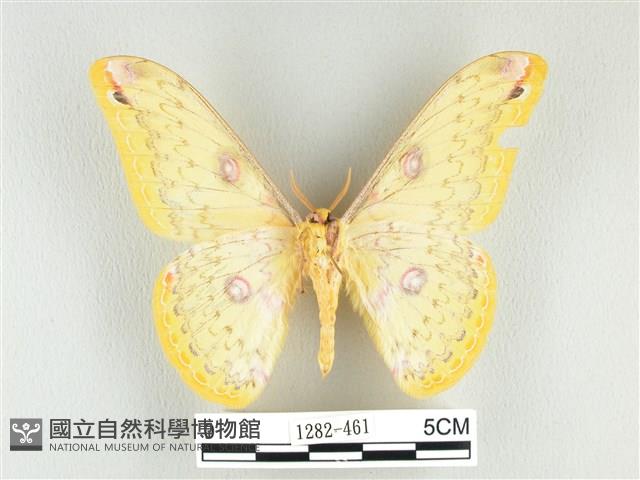 黃豹天蠶蛾藏品圖，第2張
