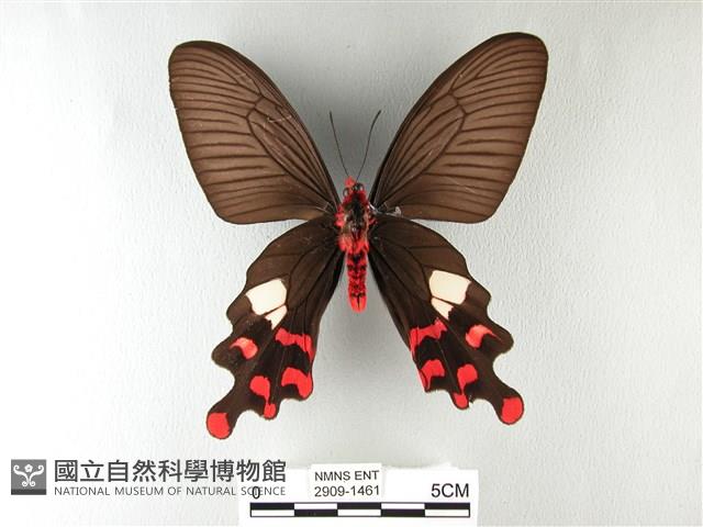 多姿麝鳳蝶藏品圖，第2張