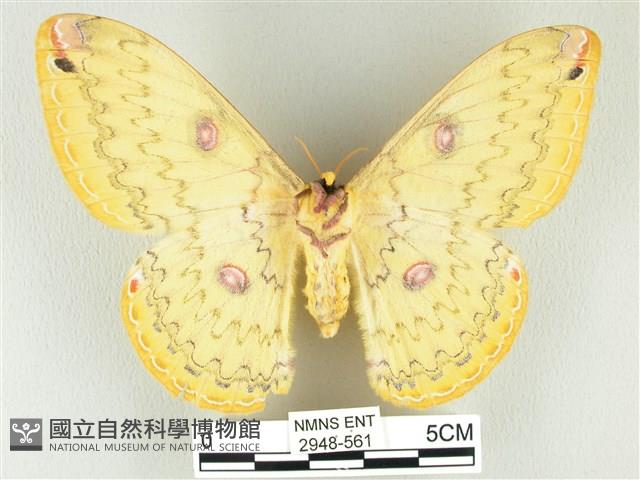 黃豹天蠶蛾藏品圖，第2張