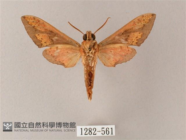 雙斑白肩天蛾藏品圖，第2張