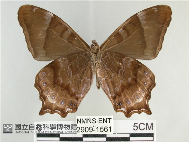大幽眼蝶藏品圖，第2張
