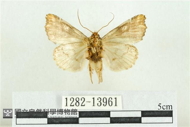 紅暈散紋夜蛾藏品圖，第2張