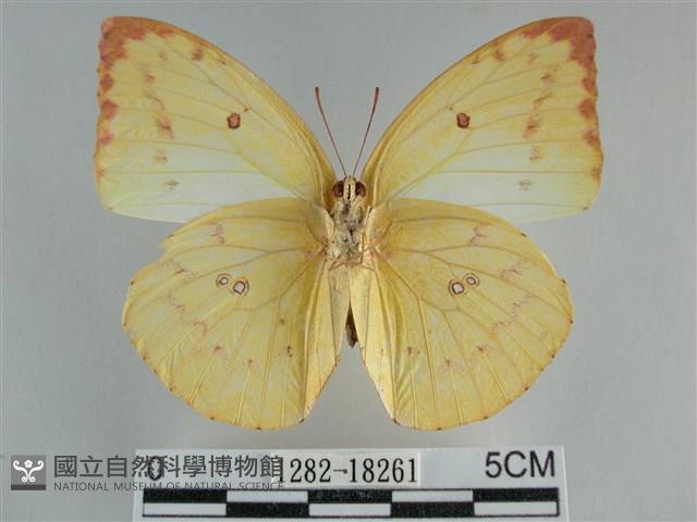 遷粉蝶、淡黃蝶藏品圖，第2張