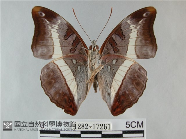 紫俳線蛺蝶藏品圖，第2張