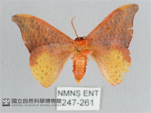 接骨木帶鉤蛾藏品圖，第2張