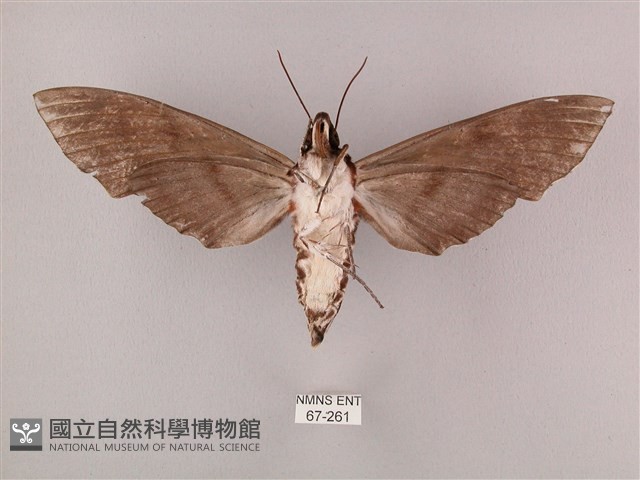 粗斜紋天蛾藏品圖，第2張