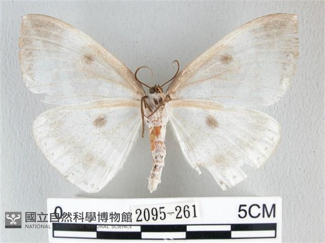 圓翅大鉤蛾藏品圖，第2張