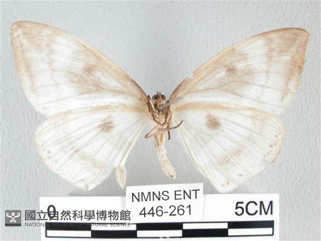 圓翅大鉤蛾藏品圖，第2張