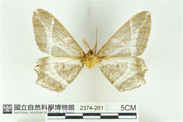 樹形尺蛾藏品圖，第2張