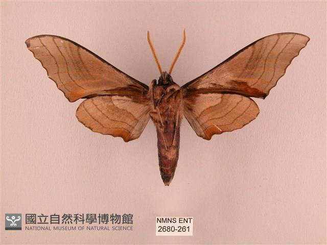 栗六點天蛾藏品圖，第2張