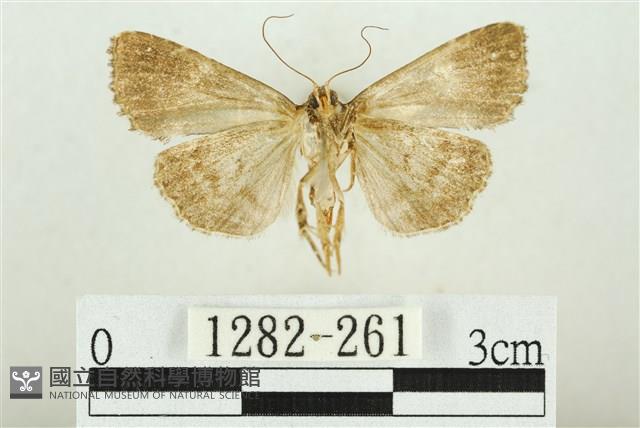 白斑散紋夜蛾藏品圖，第2張