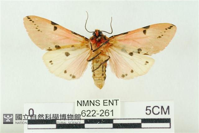 棍棒污燈蛾藏品圖，第2張