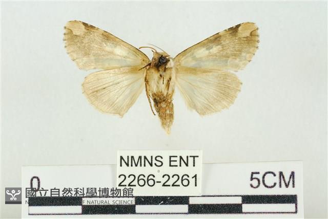 連珠波紋蛾藏品圖，第2張