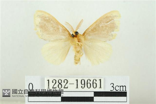 黑翅黃毒蛾藏品圖，第2張