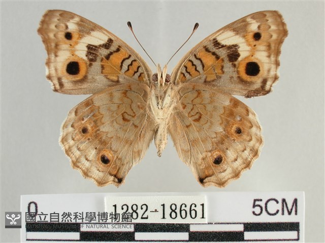 青眼蛺蝶、孔雀青蛺蝶藏品圖，第2張