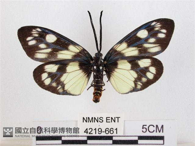 蓬萊茶斑蛾藏品圖，第2張