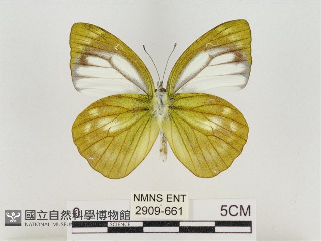 淡褐脈粉蝶藏品圖，第2張